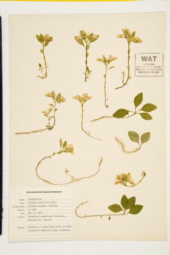 Fringed Polygala;  Gaywings specimen